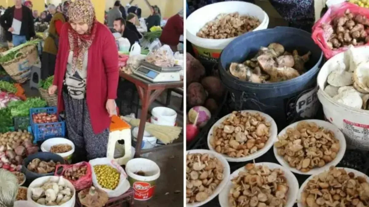 Bolu ormanlarında bereket: Kova kova toplanıyor, kilosu 600 lirayı buluyor